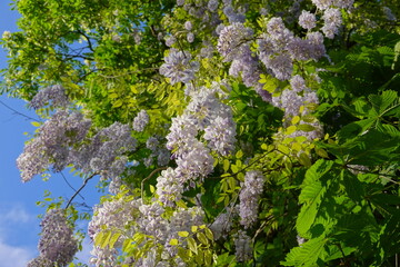 Wisteria floribunda. Wisteria floribunda, common name Japanese wisteria, is a species of flowering plant in the family Fabaceae, native to Japan.  Amazing flowers.Wisteria floribunda Japanese Wisteria