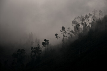 wonderful view to silhouette evergreen trees on hill in dense fog