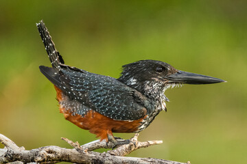 Giant kingfisher - Megaceryle maxima - perched and watching around with green background. Picture...
