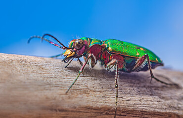 Green Tiger Beetle - Cicindela campestris, background with beetle