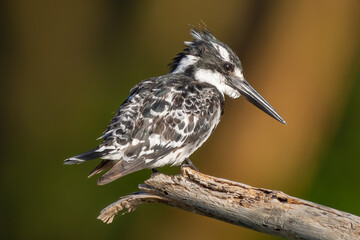 Pied kingfisher - Ceryle rudis - perched and watching for fishes at brown background. Picture from Naivasha Lake in Kenya.