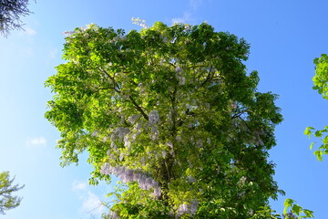 Wisteria floribunda. Wisteria floribunda, common name Japanese wisteria, is a species of flowering plant in the family Fabaceae, native to Japan.  Amazing flowers.Wisteria floribunda Japanese Wisteria