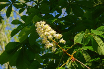 Fototapeta premium Aesculus hippocastanum horse chestnut tree in bloom, group of white flowering flowers and green leaves on branches