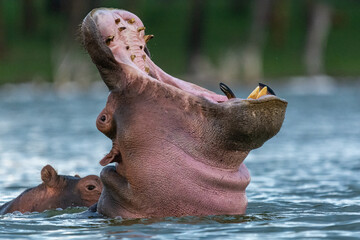 Hippo - Hippopotamus amphibius - with opened mouth on Naivasha Lake in Kenya.