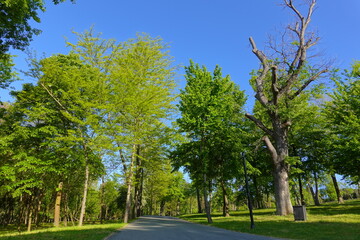 Different species of evergreen coniferous trees, yew trees, taxus baccata growing on a green lawn in a garden with a winding garden footpath, walkway, road.