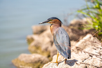 Green heron (Butorides striatus) stands on the shore of the lake.