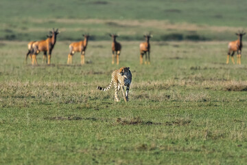 Naklejka na ściany i meble Krajobraz gepardem łac. Acinonyx patrolującym sawannę i bawolcami w tle. Fotografia z Masai Mara National Reserve w Kenii.
