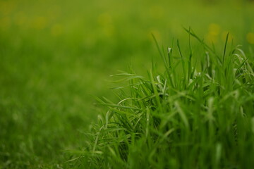 Obraz na płótnie Canvas Natural floral background with vivid green grass in spring field
