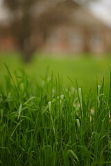 Natural floral background with vivid green grass in rural spring