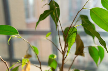 a house plant on the windowsill in the sun. abstract background. Selective Focus