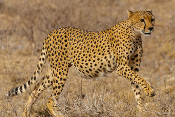 Biegnący gepard łac. Acinonyx na sawannie w Samburu National Reserve w Kenii. - obrazy, fototapety, plakaty
