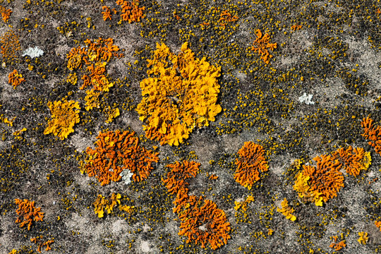 Pattern Of Yellow And Orange Organic Structures On Concrete. Teloschistaceae Are A Large Family Of Mostly Lichen-forming Fungi Belonging To The Class Lecanoromycetes In The Division Ascomycota. 