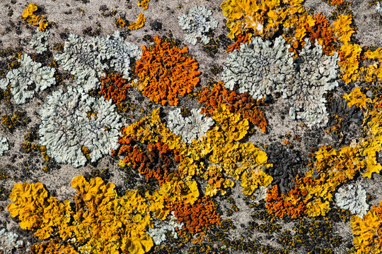 Pattern of yellow and orange organic structures on concrete. Teloschistaceae are a large family of mostly lichen-forming fungi belonging to the class Lecanoromycetes in the division Ascomycota. 
