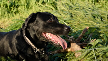 black labrador retriever dog in the wheat field