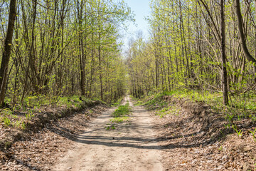 Country road in the forest