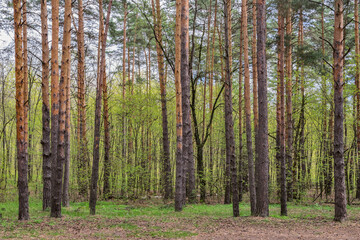 Slender pines in a dense forest