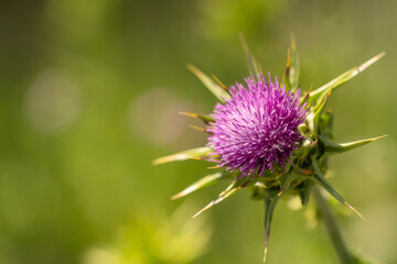 Close-up of Milk thistle (Silybum marianum)