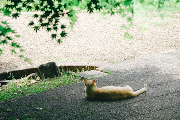 日向ぼっこをする猫