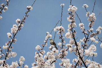 春の風景桜と野鳥