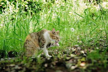 手を舐める猫のポートレート
