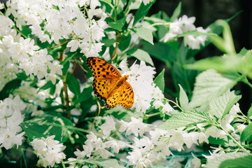 白い花とオレンジ色の蝶々