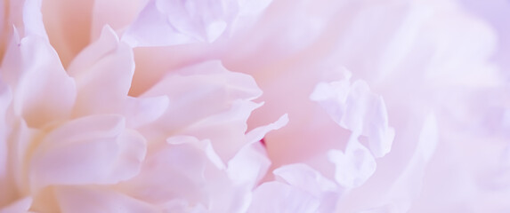 Soft focus, abstract floral background, pale pink peony flower petals