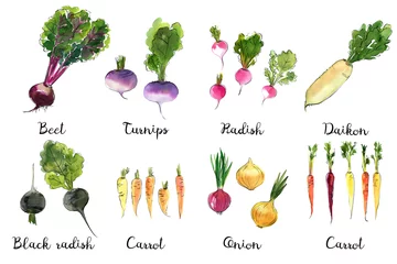 Fotobehang Watercolor food sketch vegetables herbs ink color. Cauliflower, radish, onion, artichoke, broccoli, eggplant, fennel © vaneeva