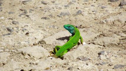 green lizard on the sand