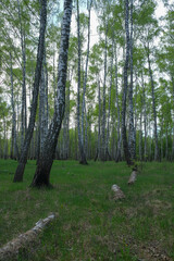 Dense birch forest. Green forest with young birch. 