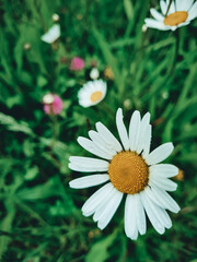 white daisy flower