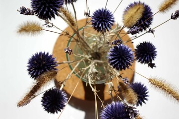 Obraz premium Echinops ritro, Azurite