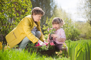 Naklejka na ściany i meble Spring awakening. Slow life. Enjoying the little things. Dreaming of spring. grandmother and child granddaughter plant flowers near the house. Child girl help grandmother work in the garden.