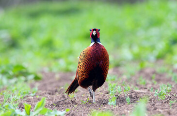 Common male pheasants, phasianus colchicus, displaying in spring mating season.
