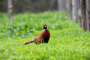 Common male pheasants, phasianus colchicus, displaying in spring mating season.
