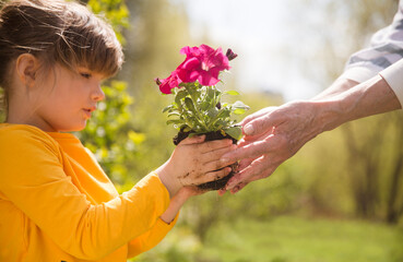 the hands of a child and an elderly person hold flowers against the background of green grass. copy...