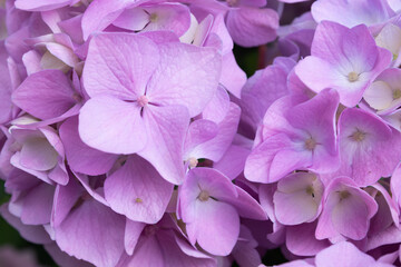 Lovely delicate blooming pink lilac hydrangeas. Spring summer flowers in the garden