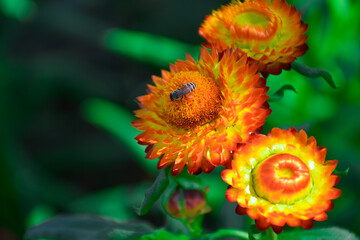 yellow flower with background