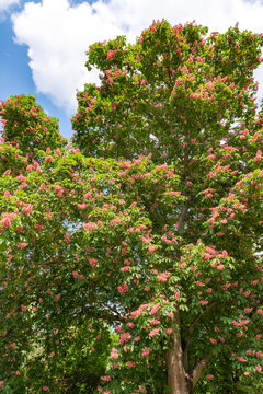 a flesh red horse chestnut that blooms in spring