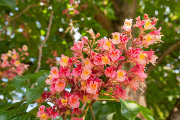 a flesh red horse chestnut that blooms in spring