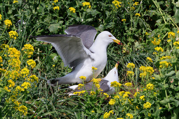 A pair of black-tailed gulls mating on Kabushima where field mustard bloom