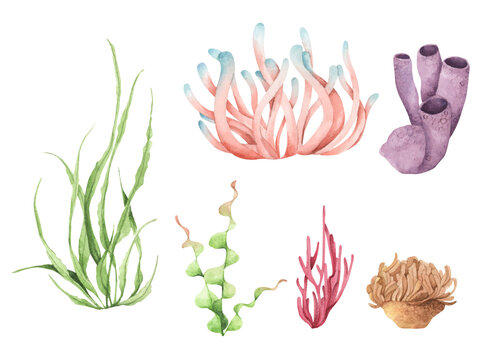 Seaweeds. Underwater ocean plants, sea coral elements. Watercolor illustration.