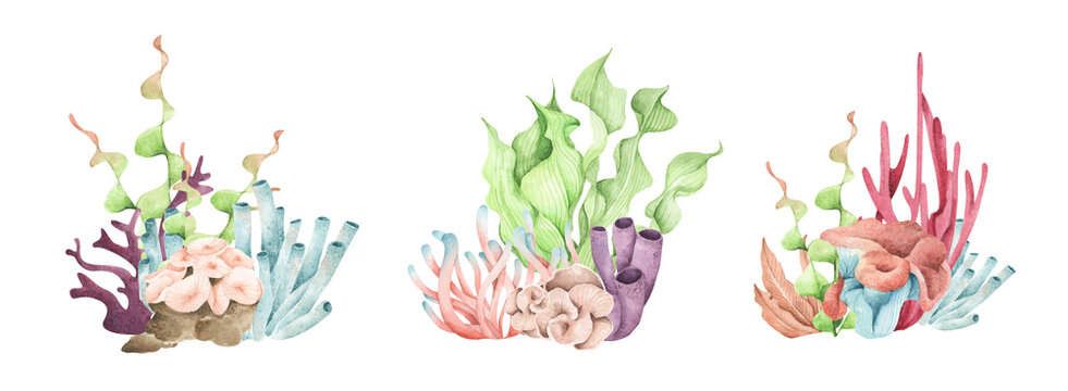 Seaweeds. Underwater ocean plants, sea coral elements. Watercolor illustration.