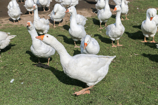 white_geese
