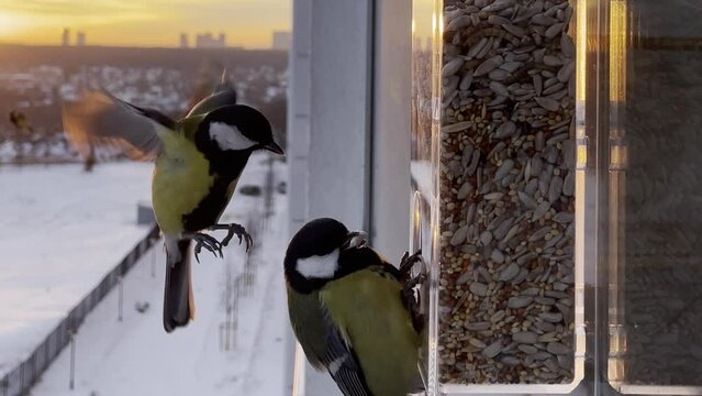 Portrait of tit on a window feeder in winter