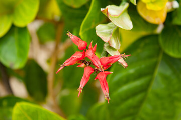 Oahu landscapes and flowers
