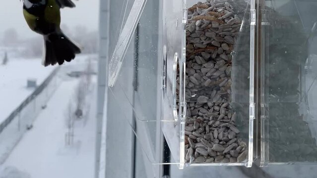 CLOSE UP: Tits fly to the window feeder in winter