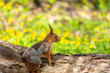 Naklejka na ściany i meble The Eurasian red squirrel Sciurus vulgaris in its natural habitat in the spring forest. 