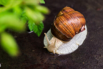 Helix pomatia also Roman snail, Burgundy snail, edible snail or escargot in the natural environment. Big snail in shell after the rain