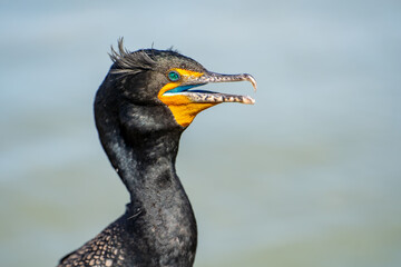 Close-up of a Double-crested cormorant (Phalacrocorax Auritus) with jeweled eye.