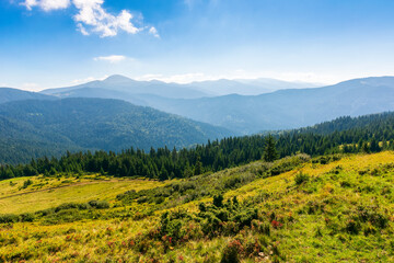 summer mountain landscape in morning light. hoverla peak of in the distance. blue sky with clouds. grassy meadows and forested hills. beautiful views of chornohora ridge of carpathians, ukraine